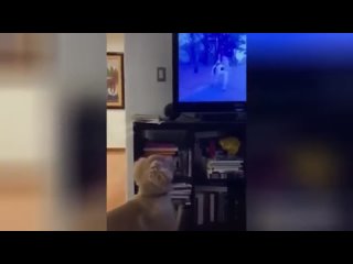porn пёс не может понять откуда молодые появляются в телевизоре hd