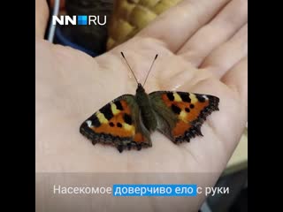 porn нижегородка подобрала бабочку и накормила ее с руки hd