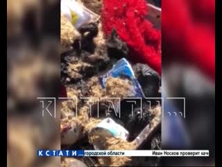 porn фабрика смерти с уклоном в извращения работает под видом благотворительного фонда hd