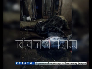 porn частная конюшня в дзержинске зарабатывает на лошадях смертниках hd