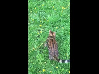 porn питомник wild world of mary бенгальский котенок мальчик magneto hd