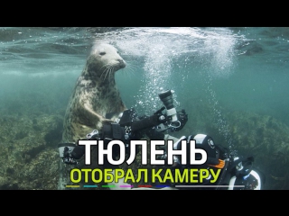 porn тюлень попытался отобрать камеру у пары дайверов hd