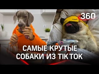 porn hoootdogs молодые миллионники из tiktok как получить бешеную популярность hd