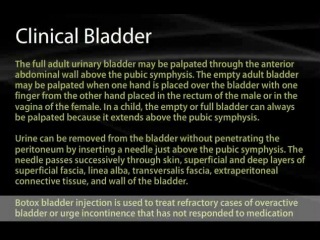 porn 36 urinary bladder and rectum hd