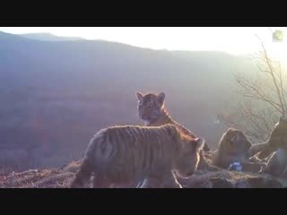 porn семейство амурских тигров vhs video hd
