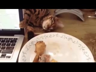 porn кот притворяется спящим чтобы незаметно полакомиться vhs video hd