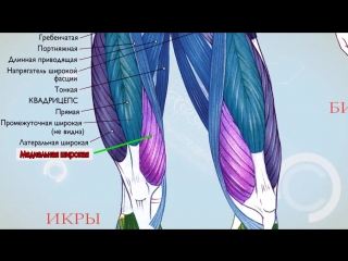porn sls анатомия экскурс по основным мышцам человека hd