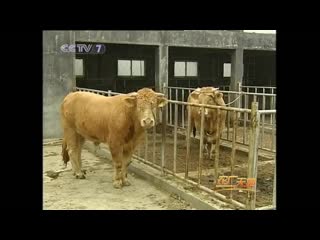 porn крупный рогатый скот ся нань первая мясная порода крупного рогатого скота hd