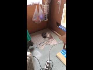 porn котята на даче рожденные две кошечки оставшихся hd