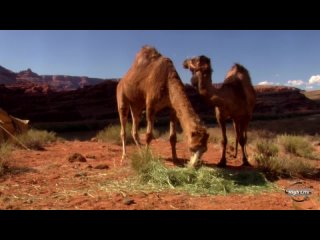 porn эротические путешествия the erotic traveler обнаженные эротика 18 hd