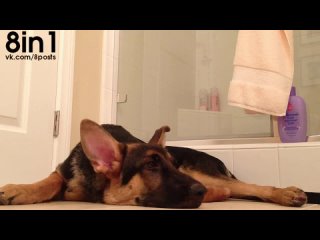 porn молодые немецкая овчарка поёт вместе со своим хозяином в душе german shepherd dog sings with his owner hd