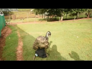 porn страус эму занимается сексом с сумкой фотографа emu has sex with my camera bag hd