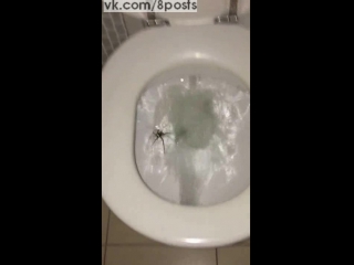 porn австралиец пытается смыть паука спрятавшегося в унитазе huge spider hiding in toilet hd