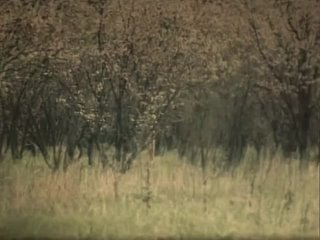 porn голая людмила ефименко терзиева лесная песня маа 1981 hd