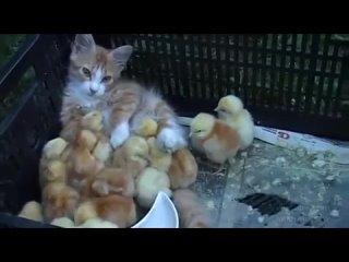 porn ginger family рыжее семейство hd