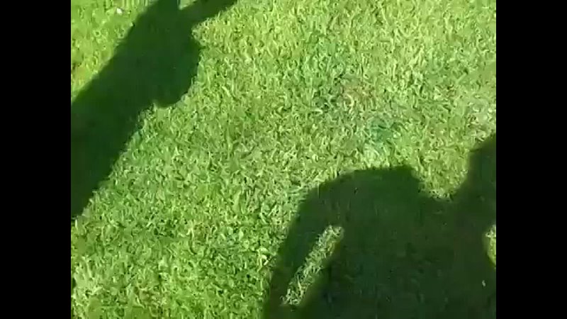 porn черепаха трахает ботинок угар порно жесть ахахахаха кот пиздец смешно пипец ржу не могу полный пёс медведь драка hd
