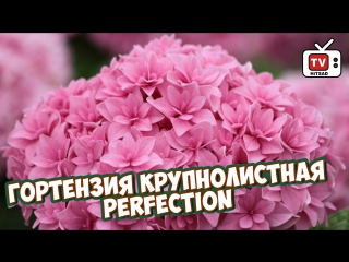 porn гортензия крупнолистная perfection покупка саженца как сохранить саженец до посадки в грунт hd