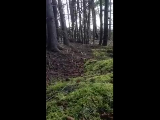 porn в новой шотландии лес дышит полной грудью hd
