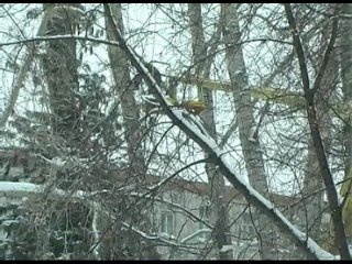 porn на аллее возле колпашевского почтамта началось купирование тополей hd
