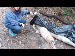 porn ферма мертвых реальная история the dead body farm интересные факты hd