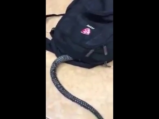 porn ужас страшное видео змея заползла в рюкзак детям не смотреть шок супер прикол видео не секс не порно 18 hd