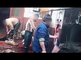 porn видео 21 как из собачек кожу для перчаток делают dogs killed for leather hd