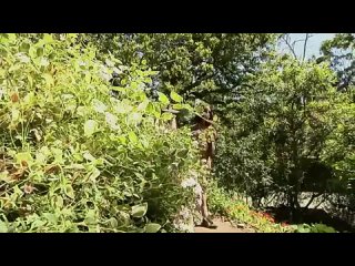 porn bridgette b kelly divine nature trail 480 hd