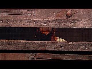 porn смертельная игра смертельная тень теневые марионетки shadow puppets 2007 майкл уинник hd hd