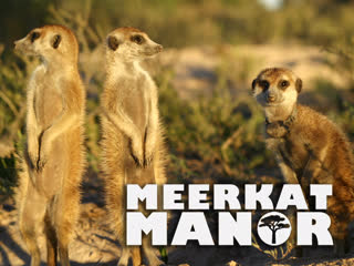 porn поместье сурикатов meerkat manor сезон 1 серия 3 некоторые любят погорячее some like it hot hd