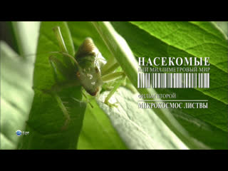 porn насекомые или миллиметровый мир insects the world of millimeters серия 2 hd