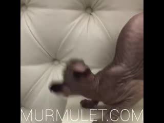 porn видео от мурмулет элитный питомник кошек hd