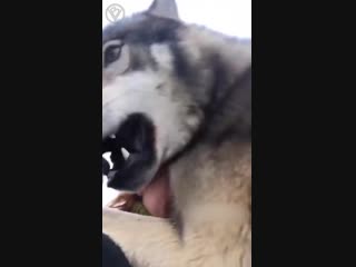 porn попалась красная шапочка hd
