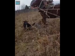 porn в красноярском крае местный житель заснял как спасал коня от напавших молодые осторожно много мата hd
