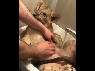porn водные процедуры для маленького царя зверей hd