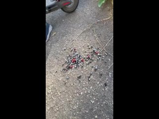 porn снимают колпачки тренд tiktok поймал двоих хулиганов с поличным подпишись mp4 hd