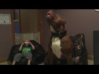 porn самый большой питбуль в мире халк весит около 80кг hd