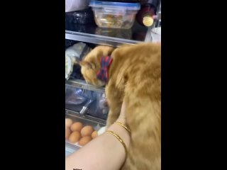 porn надо воспользоваться моментом пока двуногий отвернулся hd