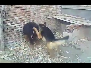 porn собачьи бои немецкая овчарка vs тибетский мастифф hd