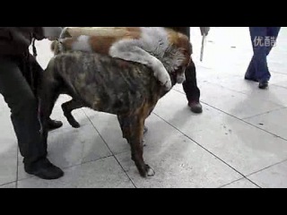 porn собачьи бои канарский дог vs сао алабай hd