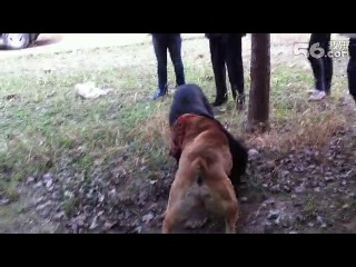 porn собачьи бои сао алабай vs питбулькане корсо hd