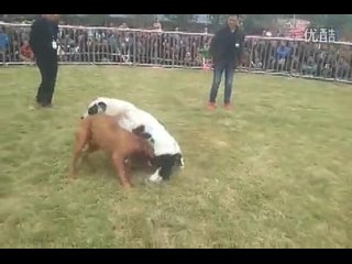 porn собачьи бои чемпионат в китае 2014 бандог vs сао алабай hd