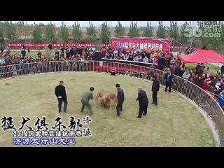 porn собачьи бои чемпионат в китае 2014 бандог vs сао алабай hd