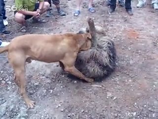 porn собачьи бои немецкая овчарка vs питбуль hd