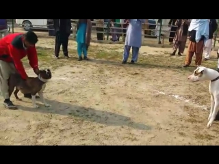 porn собачьи бои paigu bullterrier джеки гуль терьер vs питбуль босс hd