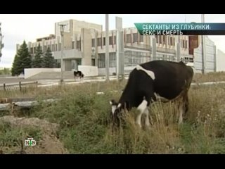 porn профессия репортер сектанты из глубинки секс и смерть 27 09 2014 hd