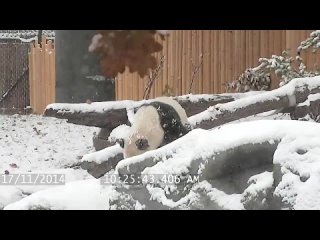 porn панда кайфует от выпавшего снега а вы давно ли потеряли чутье к настоящей жизни hd