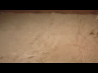 porn carmen electra кармэн электра в фильме брачные игры земных обитателей 480p hd