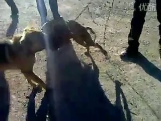 porn собачьи бои питбуль vs метис дворняга hd