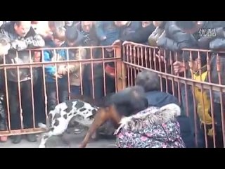 porn собачьи бои немецкий дог vs китайская красная горная молодые hd