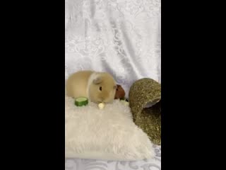 porn фелиция и рыжуня ибица и ибица и бренди hd